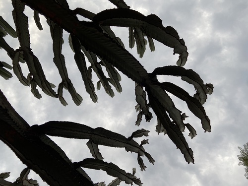 branches reach into the Kigali sky